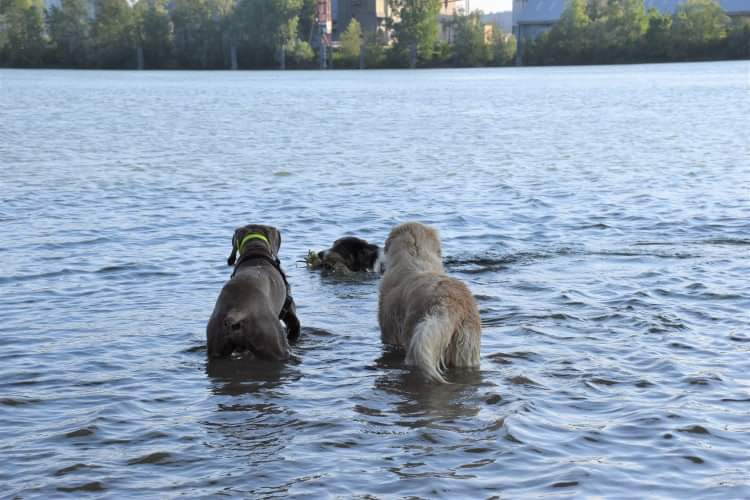 éducation et dressage de chiens Savoie